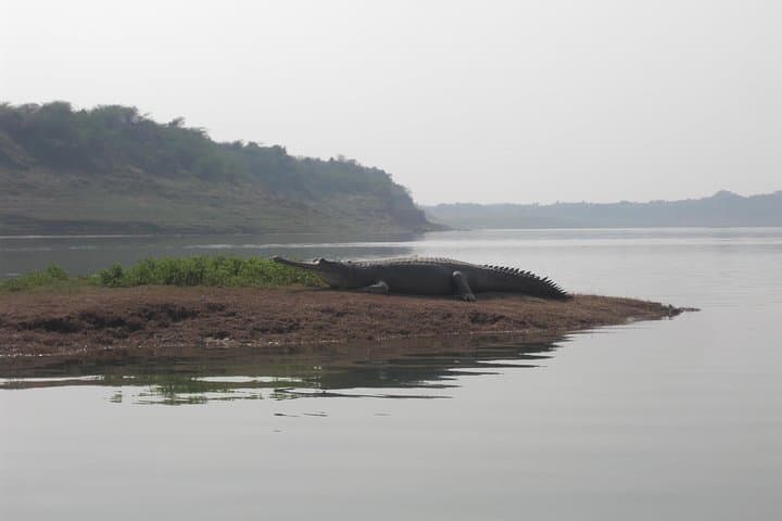 Chambal Safari and Bateshwar Temples: Same-Day Wildlife Cruise from Agra