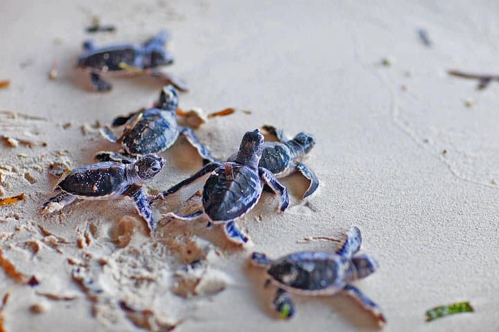 Bentota Day Tour from Colombo: Madu River, Turtle Hatchery & Kothduwa Temple