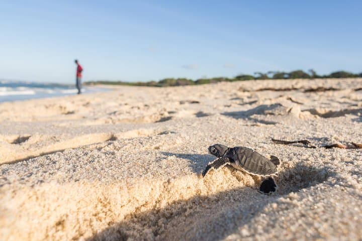 Bentota Day Tour from Colombo: Madu River, Turtle Hatchery & Kothduwa Temple photo 4