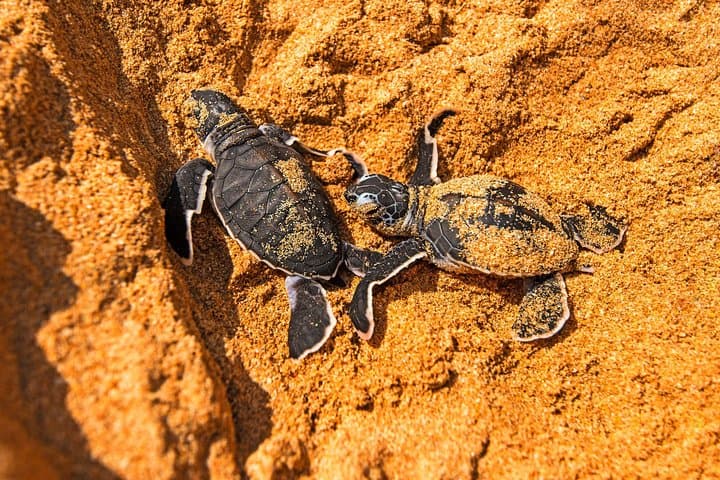 Bentota Day Tour from Colombo: Madu River, Turtle Hatchery & Kothduwa Temple photo 6