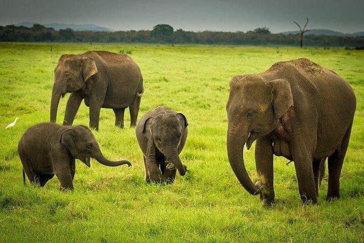 Kaudulla National Park Jeep Safari from Colombo — Wild Elephant Day Trip photo 3