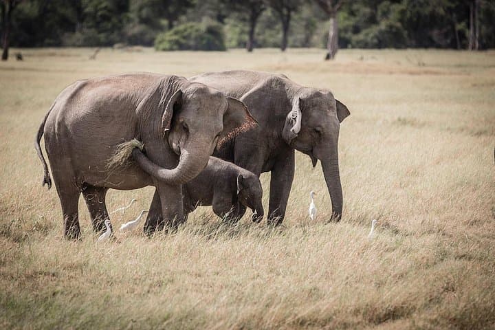 Kaudulla National Park Jeep Safari from Colombo — Wild Elephant Day Trip