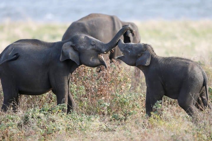 Kaudulla National Park Jeep Safari from Colombo — Wild Elephant Day Trip photo 4