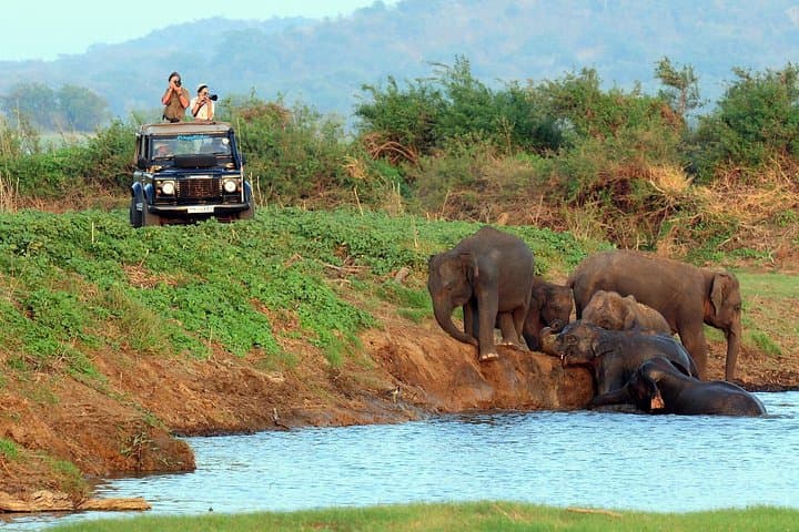 Kaudulla National Park Jeep Safari from Colombo — Wild Elephant Day Trip photo 5
