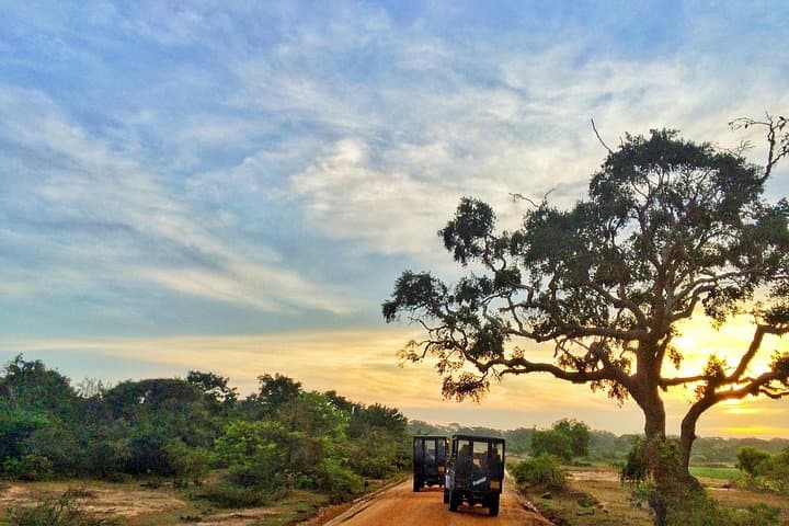 Kaudulla National Park Jeep Safari from Colombo — Wild Elephant Day Trip photo 6
