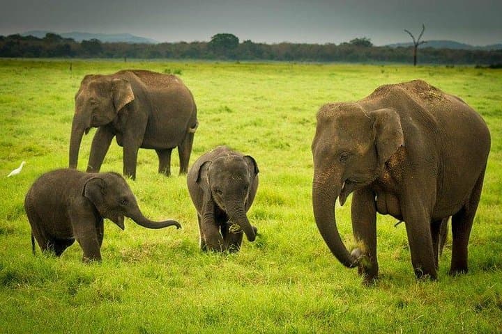 Dambulla & Kaudulla Day Tour — Cave Temple and Elephant Safari from Colombo photo 3