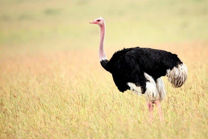 Offshore Wildlife Exploration in Souss-Massa National Park — Agadir Day Tour photo 4