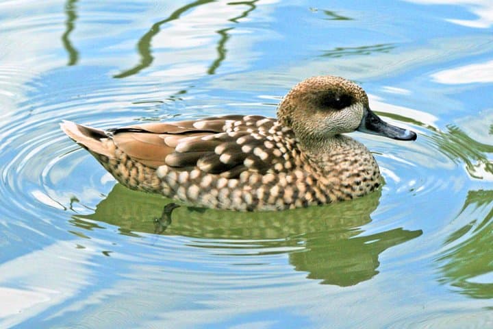 Offshore Wildlife Exploration in Souss-Massa National Park — Agadir Day Tour photo 3