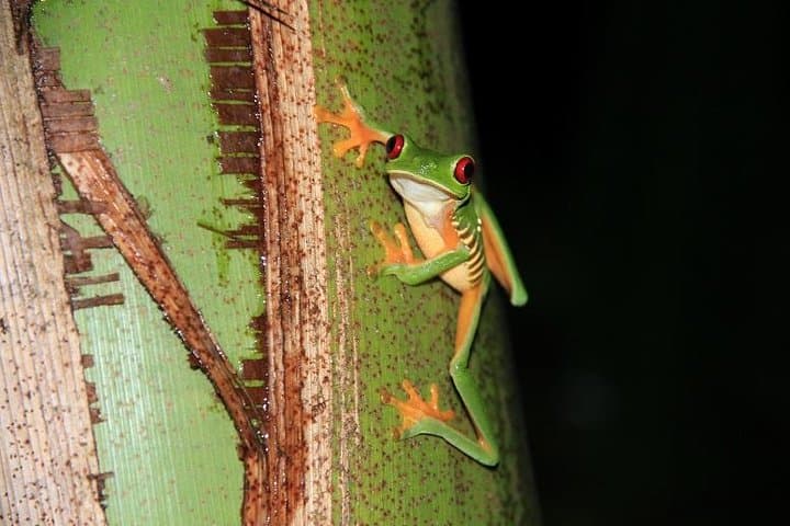 Manuel Antonio Night Jungle Walk: Guided Wildlife Night Tour in Costa Rica
