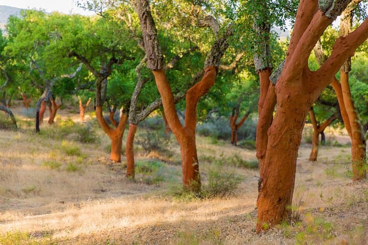 Walk the Alentejo Cork Forests: 2-Hour Guided Cork Farm Walk from Redondo photo 2