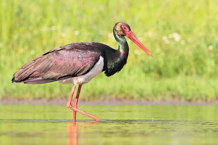 Offshore Wildlife Exploration in Souss-Massa National Park — Agadir Day Tour