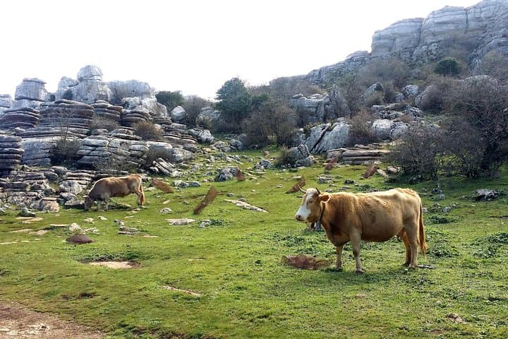 Hike El Torcal: Guided Karst Trail from Malaga or Marbella photo 5