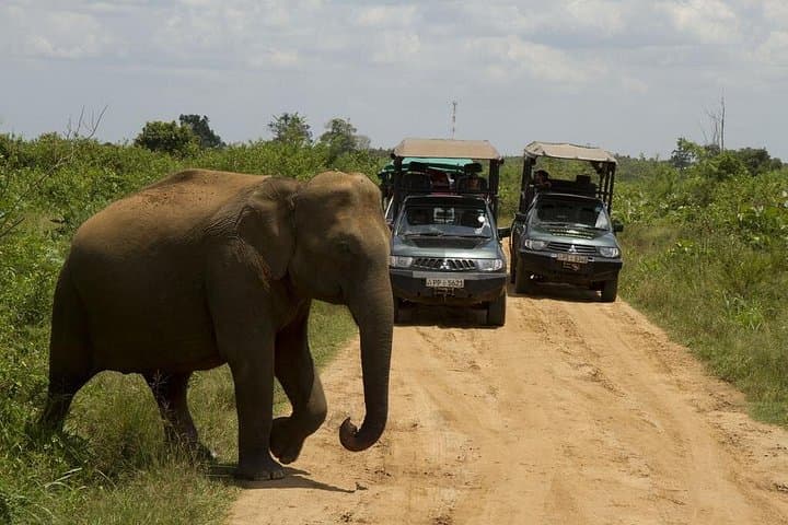 Udawalawe Jeep Safari & Elephant Transit Home — All-Inclusive Day Tour photo 3