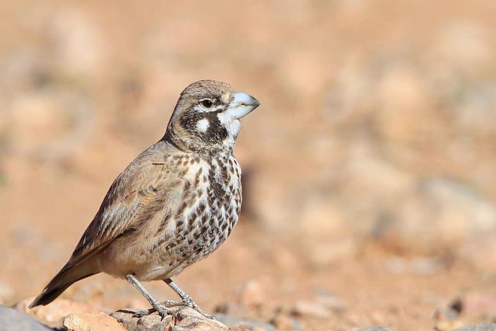Offshore Wildlife Exploration in Souss-Massa National Park — Agadir Day Tour photo 6