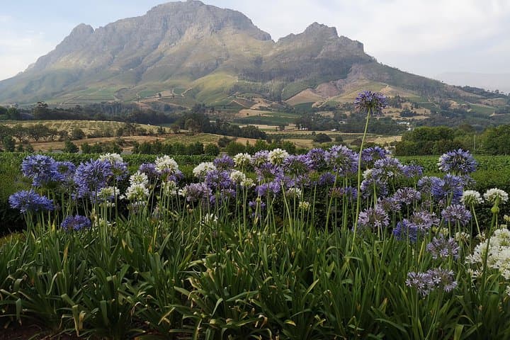 Private Cape Winelands Tour from Cape Town — Stellenbosch & Franschhoek Wine Tasting photo 2