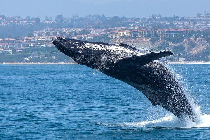 Dana Point Dolphin and Whale Watching Eco-Safari with Underwater Viewing Pods photo 3