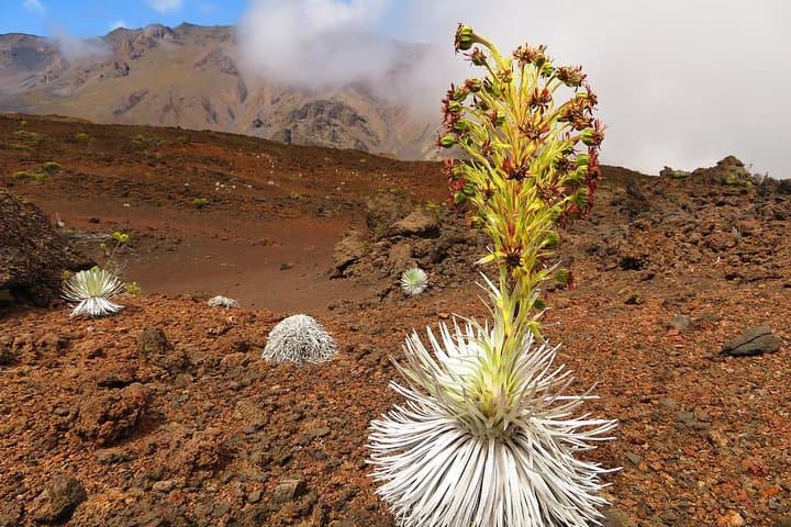 Sunrise Descent: Guided Haleakala Bike Tour from Summit to Haiku photo 4