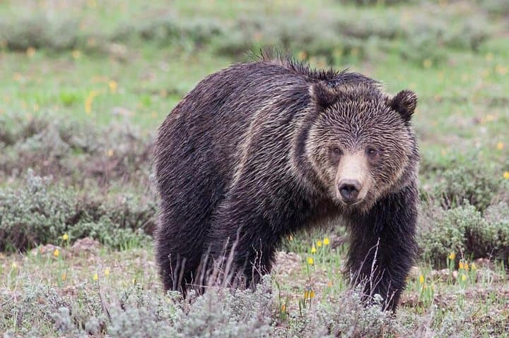 Half-Day Grand Teton Wildlife Safari: Private Jackson Hole Photo Tour photo 3