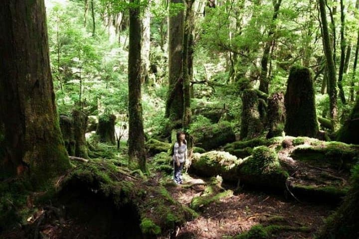 Yakusugi Cedar Forest Walking Tour on Yakushima Island — Ancient Cedars and Mossy Trails