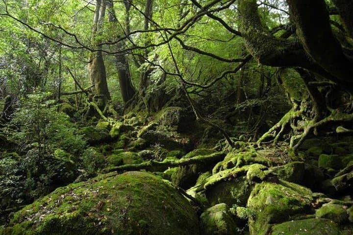 Shiratani-Unsuikyo Trek: Moss-Filled Forest Hike on Yakushima Island