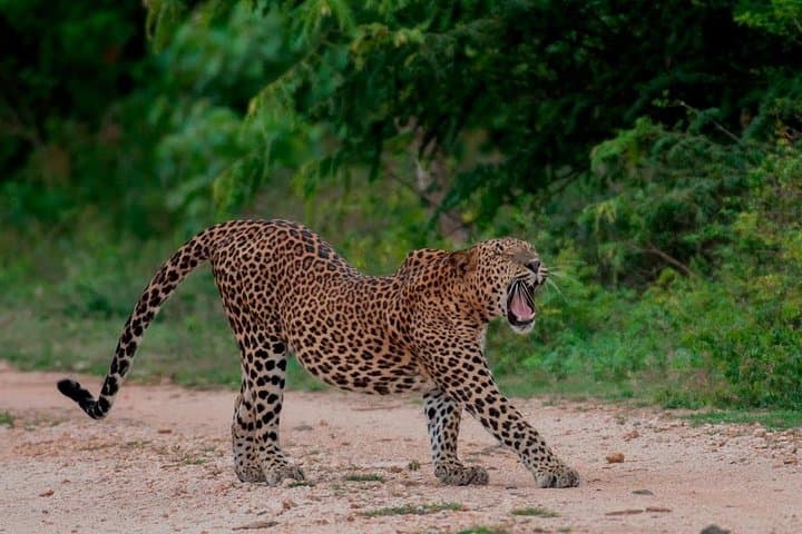 Udawalawe National Park Safari — Full-Day Wild Elephant & Birding Adventure photo 3