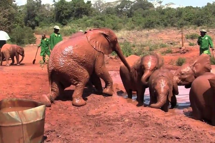 Eye-Level Encounters: Giraffe Center & Elephant Orphanage Day Tour from Nairobi photo 3