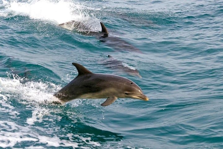 Port Stephens Dolphin Watching & Sandboarding — Private Day Trip from Sydney