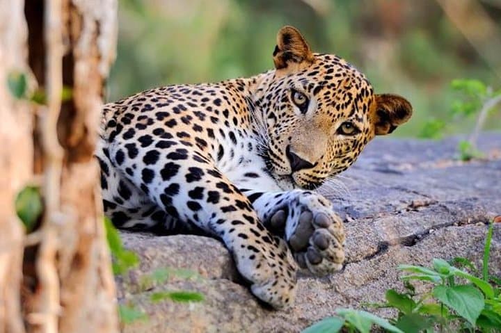 Super Luxury Jeep Safari at Yala National Park — Private Leopard & Wildlife Viewing