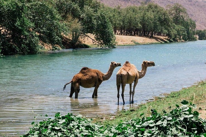 East Jewels: Wadi Darbat & Dhofar Coast Day Tour from Salalah photo 2