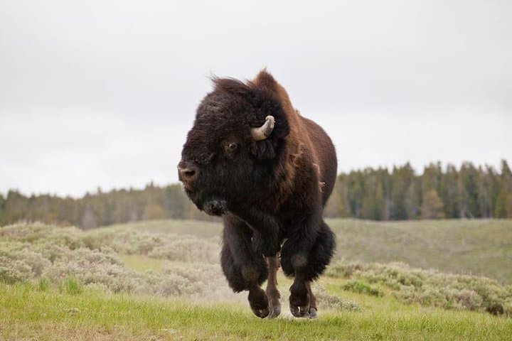Exploring Yellowstone: Private Full-Day Wildlife Safari Adventure photo 5