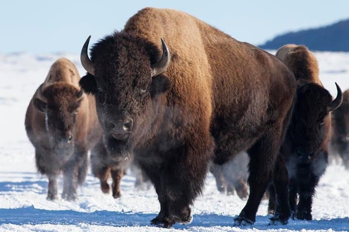 Jackson Hole Winter Wildlife Safari: Private Full-Day Tour & Optional Sleigh Ride