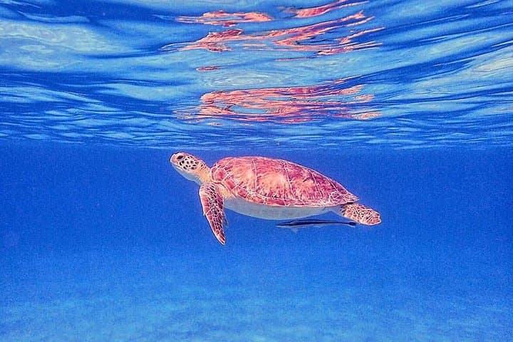 Private Half-Day Snorkeling Charter — Christmas Cove & Little St. James, St. Thomas photo 4