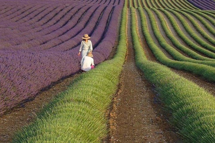 Luberon Lavender Country Private Tour: Gordes, Roussillon & Bonnieux