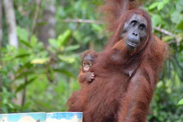 Klotok Day Trip to Tanjung Puting: Orangutan Adventure from Kumai