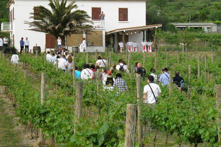 Konavle Valley Wine Tour from Dubrovnik: Train Ride, Water Mill & Wine Tastings photo 4