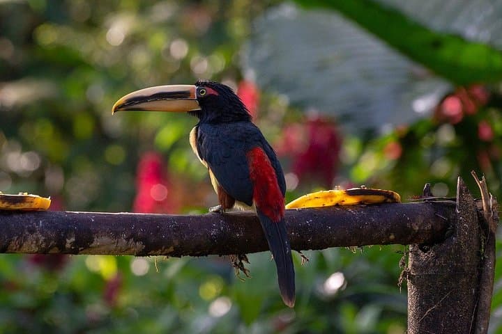 Mindo Cloud Forest Day Trip from Quito: Birds, Waterfalls & Zipline Thrills photo 6