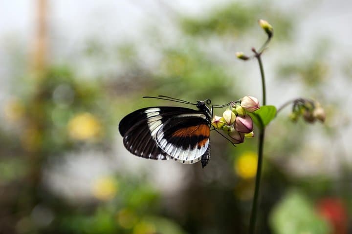 Mindo Cloud Forest Day Trip from Quito: Birds, Waterfalls & Zipline Thrills photo 5