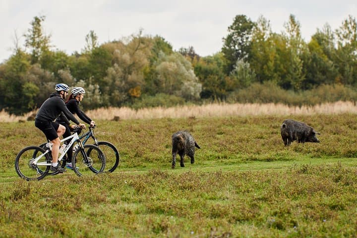 Zasavica Bike Tour: Pedal Through Serbia's Rare Wetland Reserve