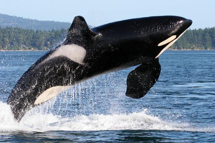 Whale Watching from Friday Harbor: Orcas & Salish Sea Wildlife Cruise photo 4