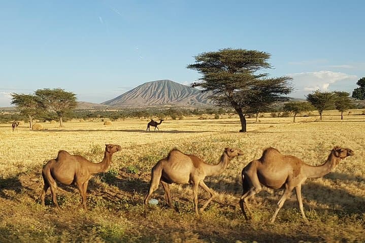 Ethiopian Rift Valley Lakes & Tiya Steles Day Trip from Addis photo 4