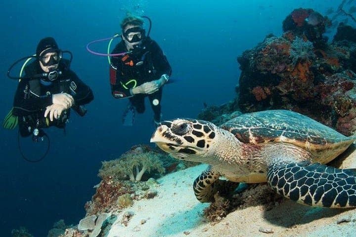 Menjangan Island Bali Diving: Coral Gardens & Drop-Offs from Pemuteran photo 3