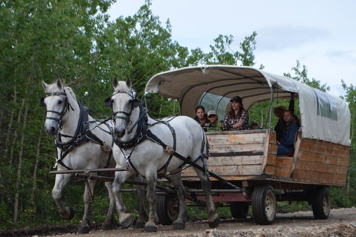 Denali Edge Horse-Drawn Covered Wagon Ride with Backcountry Dining photo 6