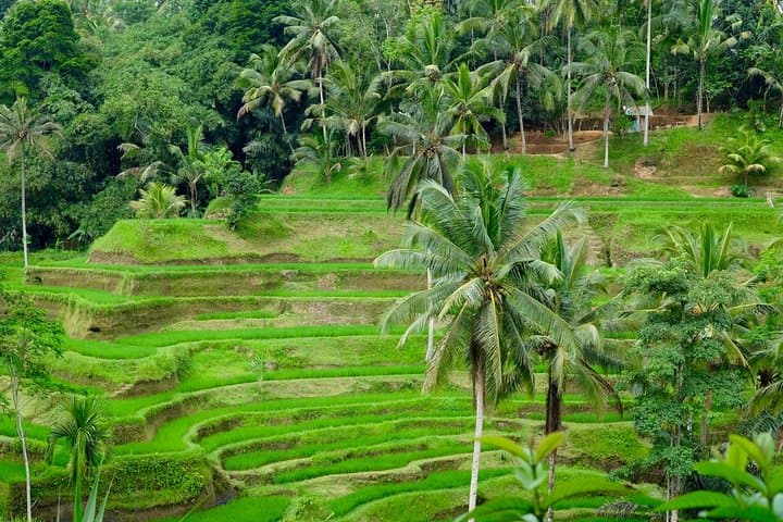 Private Ubud Day Tour: Hidden Waterfalls, Tegalalang Rice Terraces & Temple Sunset