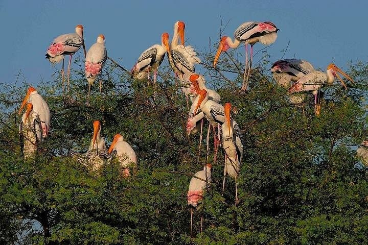 Keoladeo National Park Day Trip from New Delhi: Birdwatching at Bharatpur Sanctuary photo 2