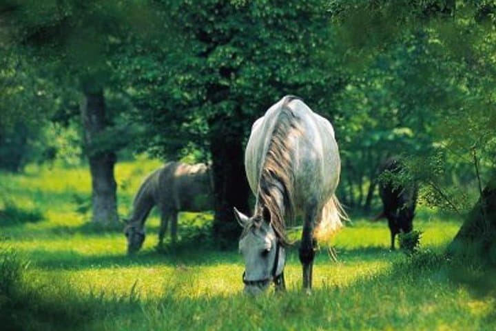 Lipica Stud Farm & Skocjan Caves Day Trip from Ljubljana — Lipizzaners and the World’s Largest Underground Canyon