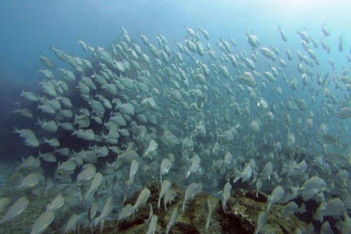 Intro Scuba in Tenerife: Beginner Dive at Stingray Bay photo 2