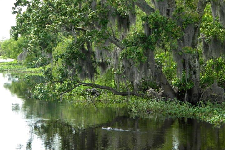 90-Minute Jean Lafitte Swamp and Bayou Tour from New Orleans photo 2