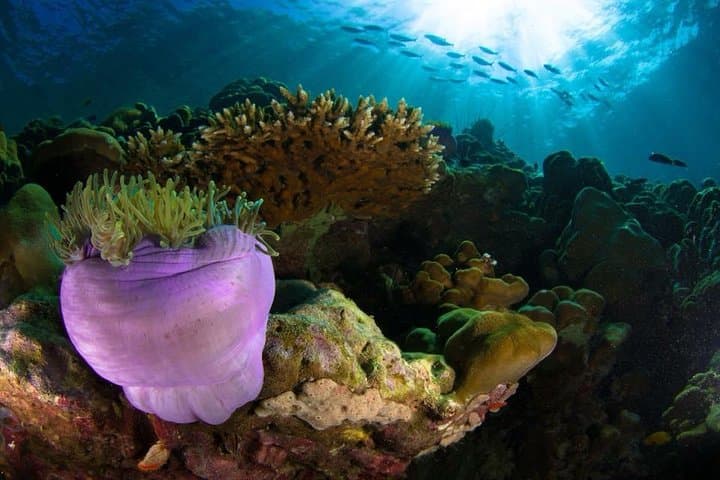 PADI Open Water Diver Course on Koh Lipe — Learn to Dive in Thailand's Andaman Sea photo 5
