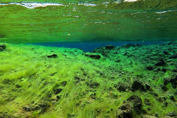 Freedive Silfra: Half-Day Freediving Between Continents in Þingvellir photo 2