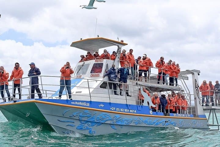 Marine Big 5 Safari from Gansbaai: Dyer Island Boat Trip & Penguin Sanctuary photo 3